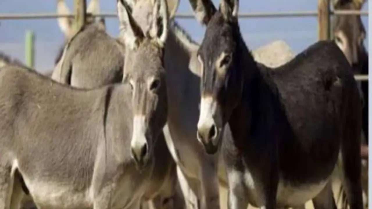 demand for donkey skin