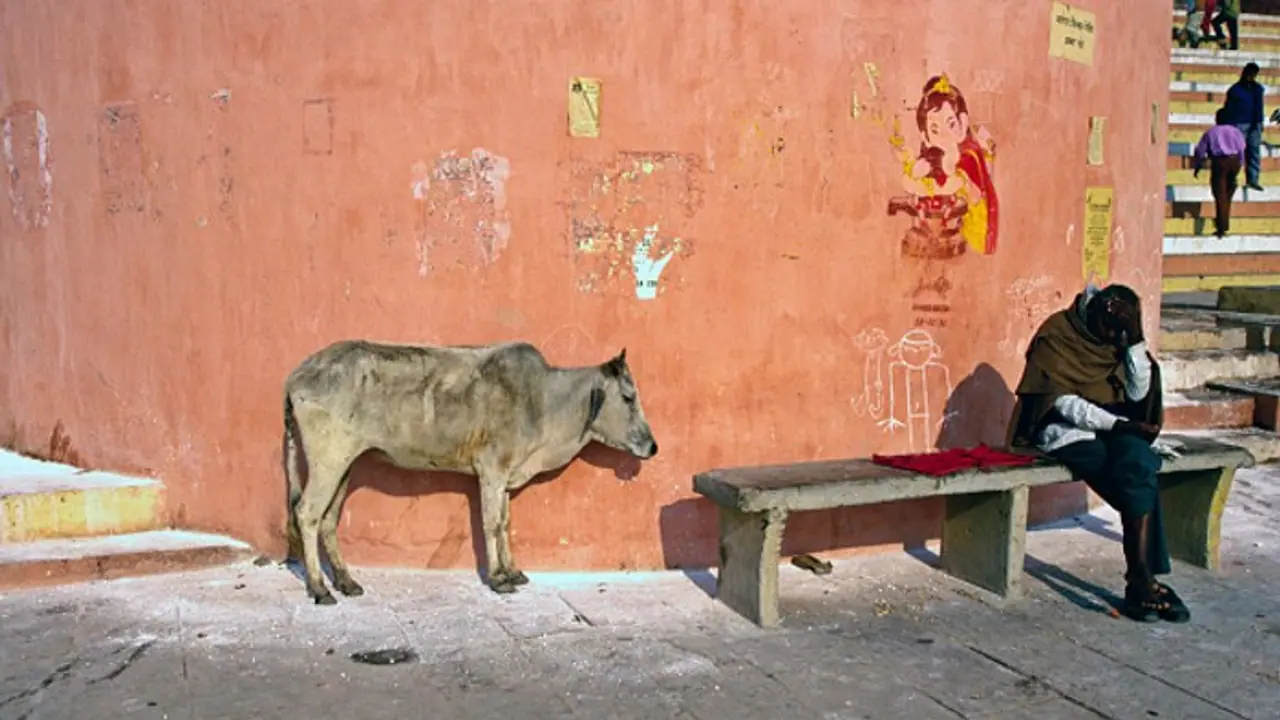 UP SHOCKER! Pregnant cow dies after man inserts bamboo stick into her private parts; incident sparks outrage