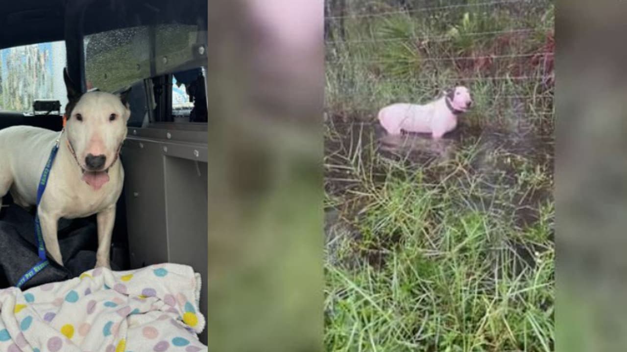 കഴുത്തോളം വെള്ളത്തിൽ രക്ഷപ്പെടാൻ പോലുമാകാതെ കെട്ടിയിട്ട നിലയിൽ നായ, ഉടമ അറസ്റ്റിൽ കഴുത്തോളം വെള്ളത്തിൽ രക്ഷപ്പെടാൻ പോലുമാകാതെ കെട്ടിയിട്ട നിലയിൽ നായ, ഉടമ അറസ്റ്റിൽ