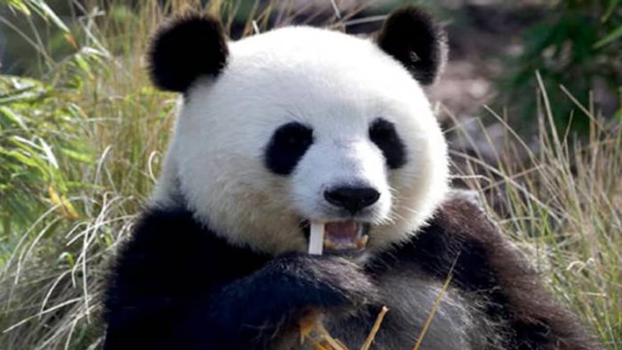 'പാണ്ട നയതന്ത്ര'വുമായി ചൈന, അമേരിക്കയുടെ അകൽച്ചമാറ്റാൻ രണ്ട് പാണ്ടകളെ അയച്ചു