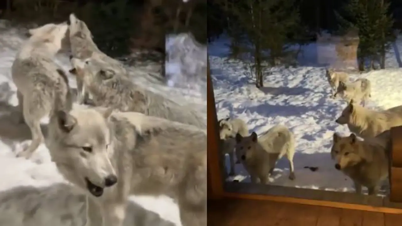 ഒന്നല്ല ഒമ്പത് ചെന്നായകൾ, ദമ്പതികളുടെ താമസസ്ഥലത്തിന് ചുറ്റും കറങ്ങി നടക്കുന്നു, കൗതുകകരം ഈ വീഡിയോ ഒന്നല്ല ഒമ്പത് ചെന്നായകൾ, ദമ്പതികളുടെ താമസസ്ഥലത്തിന് ചുറ്റും കറങ്ങി നടക്കുന്നു, കൗതുകകരം ഈ വീഡിയോ