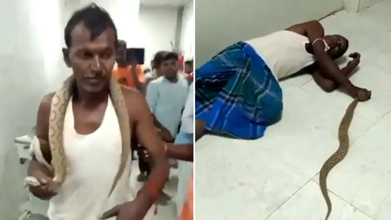 Bihar man bitten by Russell's Viper walks to hospital with snake wrapped around his neck; WATCH viral video