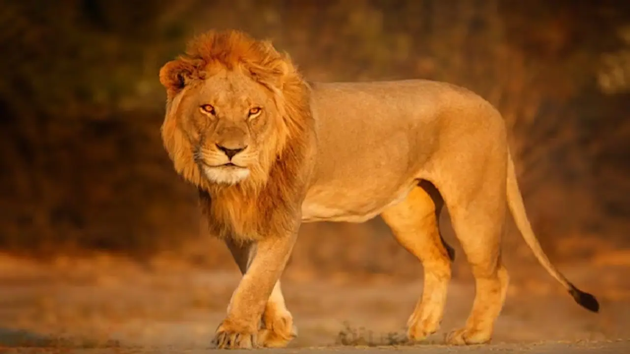 ಮುದ್ದು ಮಾಡಲು ಬಂದವನ ಜೀವ ಬಾಯಿಗೆ ಬರುವಂತೆ ಮಾಡಿದ ಸಾಕು ಸಿಂಹ..!