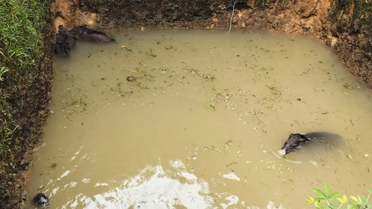 ಹೊನ್ನಾವರ: ಕೃಷಿ ಹೊಂಡದಲ್ಲಿ ಬಿದ್ದಿದ್ದ ನಾಲ್ಕು ಕಾಡುಹಂದಿ ಮರಿಗಳ ರಕ್ಷಣೆ 