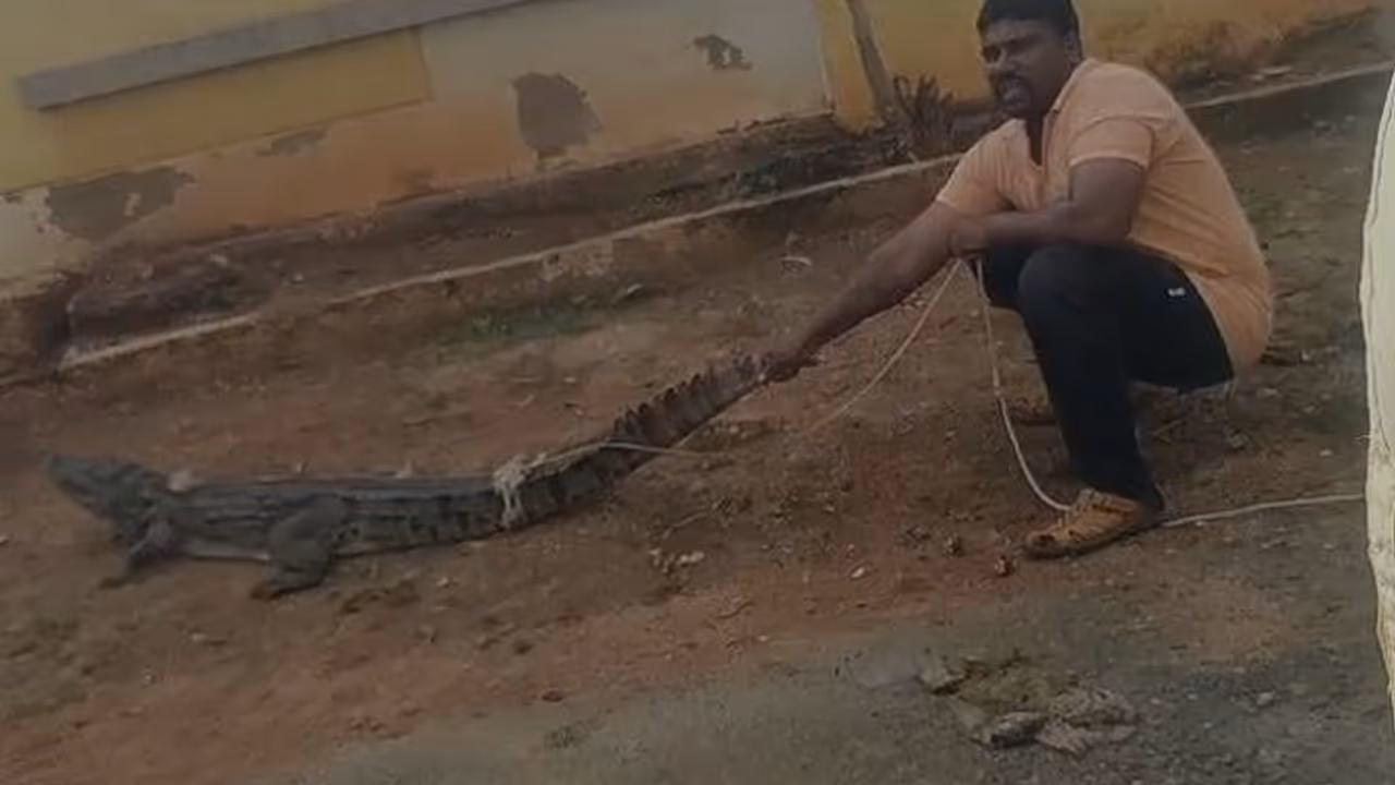 ವಿಜಯಪುರ: ಶಾಲೆ ಬಳಿ ಮೊಸಳೆ ಪ್ರತ್ಯಕ್ಷ, ಹೌಹಾರಿದ ಜನತೆ!