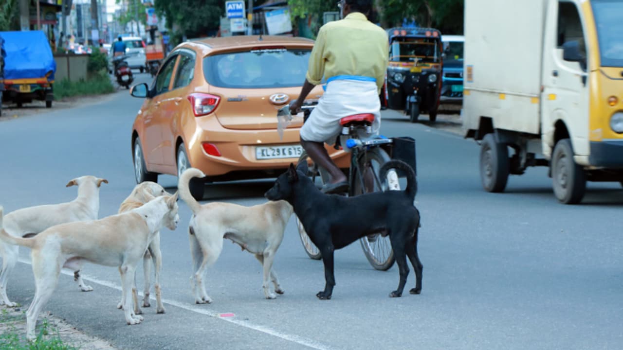 തൊഴുത്തിൽ കെട്ടിയ പശുക്കിടാവിനെ കടിച്ച് കീറി, നാട്ടുകാർക്കും ഭീഷണി; മാന്നാറിൽ വീണ്ടും തെരുവുനായ ആക്രമണം തൊഴുത്തിൽ കെട്ടിയ പശുക്കിടാവിനെ കടിച്ച് കീറി, നാട്ടുകാർക്കും ഭീഷണി; മാന്നാറിൽ വീണ്ടും തെരുവുനായ ആക്രമണം