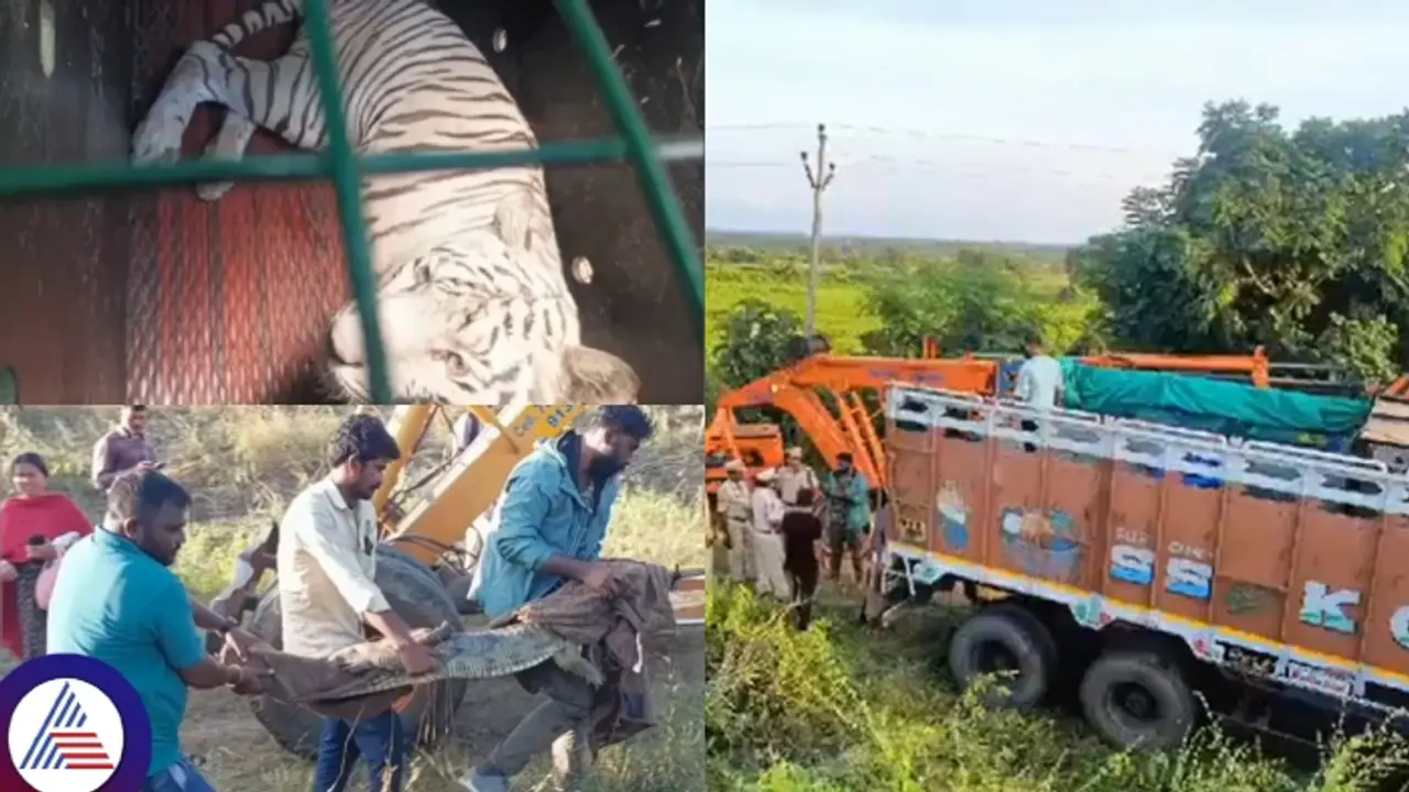 Bengaluru: Bannerghatta Zoo lorry overturns, crocodiles escape into residential areas