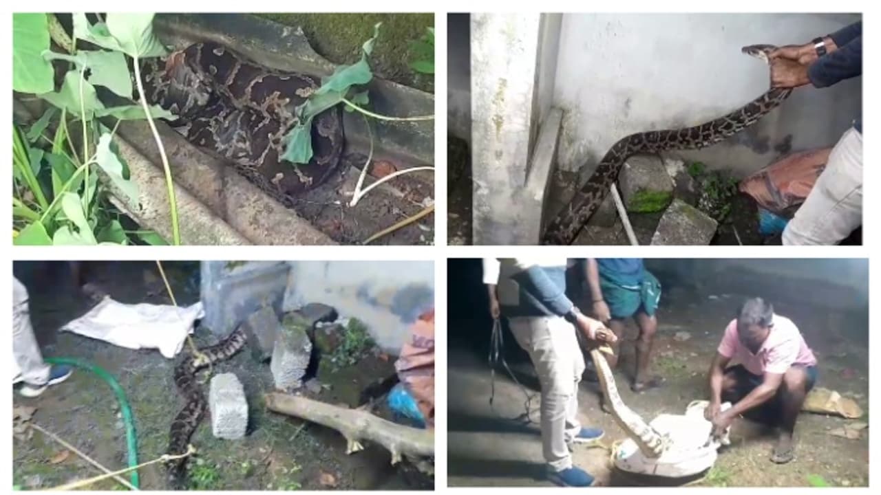 നാടൊന്നു കാണാമെന്ന് കരുതി ഇറങ്ങിയതാണ്, പെട്ടുപോയി! ഒടുവിൽ രക്ഷ; മതിലരികില്‍ കുടുങ്ങിയ മലമ്പാമ്പിനെ പിടികൂടി
