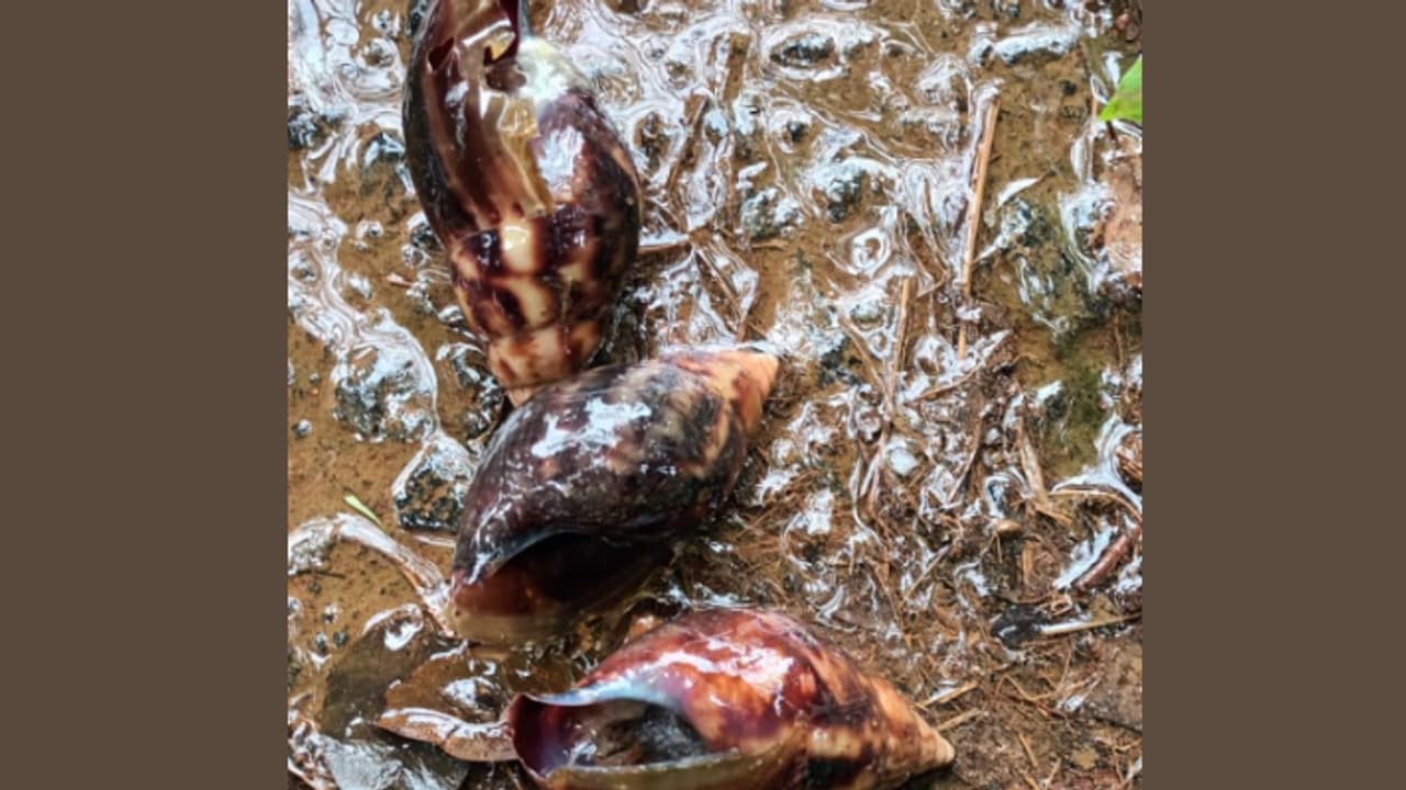 സന്ധ്യയായാൽ കൂട്ടമായി ഇറങ്ങും, മാരകരോഗ വാഹകർ, റബര് പാല് പോലും തിന്നുതീർക്കും; വീണ്ടും ആഫ്രിക്കൻ ഒച്ചുകൾ സന്ധ്യയായാൽ കൂട്ടമായി ഇറങ്ങും, മാരകരോഗ വാഹകർ, റബര് പാല് പോലും തിന്നുതീർക്കും; വീണ്ടും ആഫ്രിക്കൻ ഒച്ചുകൾ