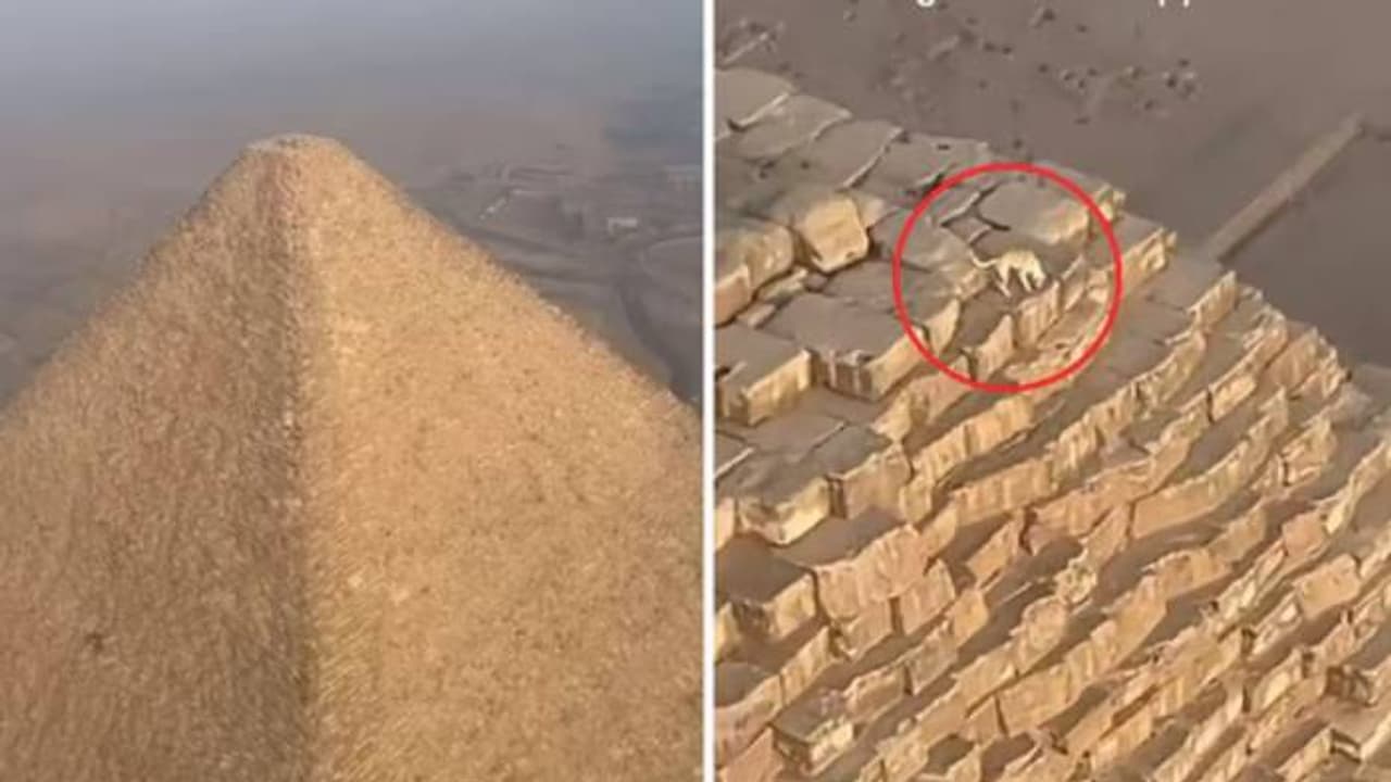 ഞെട്ടിച്ച വീഡിയോ, 25 മില്ല്യൺ കാഴ്ചക്കാർ, മനുഷ്യൻപോലും കയറിച്ചെല്ലാത്ത കൂറ്റൻ പിരിമിഡിന് മുകളിലൊരു നായ