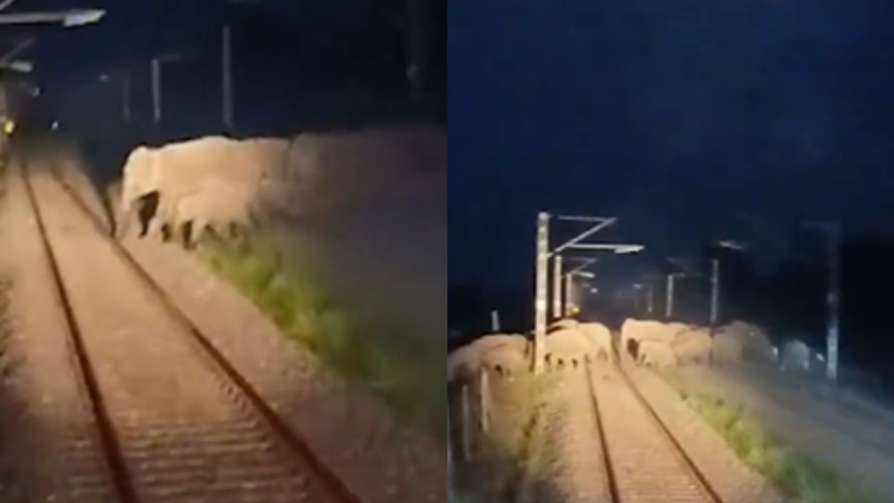 AI safety system stops train as elephants cross tracks in Assam; video goes viral (WATCH) AI safety system stops train as elephants cross tracks in Assam; video goes viral (WATCH)