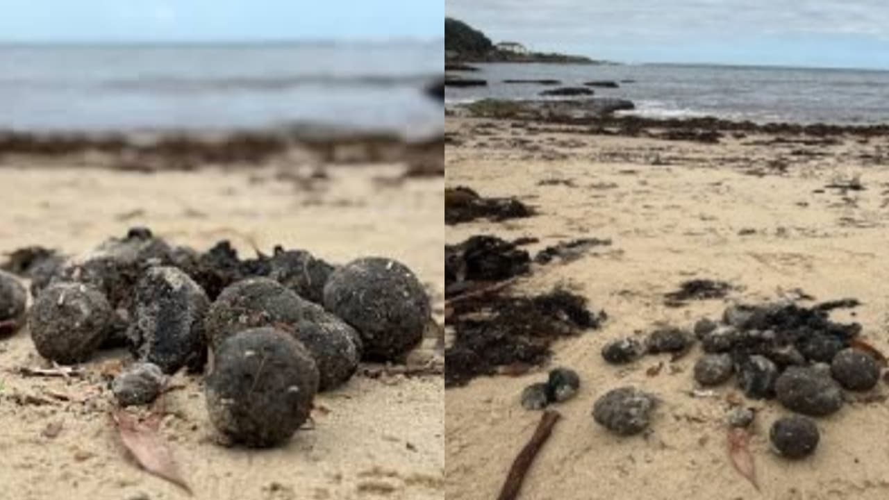 ആയിരക്കണക്കിന് ടാർ പന്ത് പോലുള്ള വസ്തു ബീച്ചിലേക്ക്, എവിടെ നിന്നെന്നതിൽ ദുരൂഹത, സന്ദർശക വിലക്ക് ഒടുവിൽ നീക്കി 