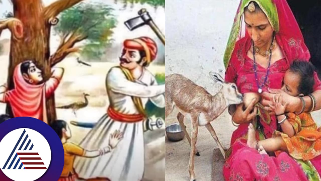 ಪ್ರಕೃತಿ ಉಳಿವಿಗೆ 300 ಮಂದಿ ಬಲಿದಾನ! ರಾಜನಿಂದ ಕ್ಷಮೆ... ಚಿಪ್ಕೋ ಚಳವಳಿ ರೂವಾರಿ ಬಿಷ್ಣೋಯಿಗಳ ಕೌತುಕ ಇತಿಹಾಸ... 