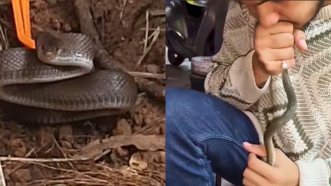 റോഡ് സൈഡിൽ അനക്കമില്ലാതെ പാമ്പ്, ഒന്നും നോക്കിയില്ല സിപിആർ നൽകി യുവാവ്, വൈറലായി ദൃശ്യം