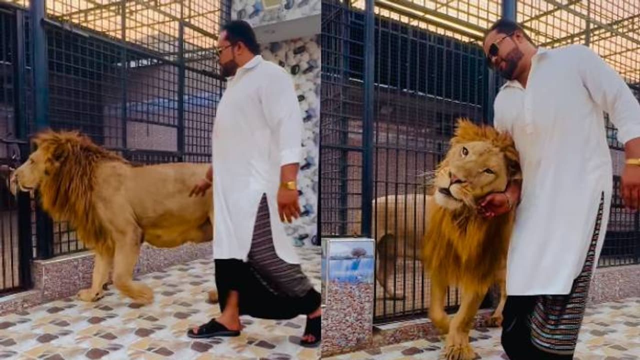 'ഇത് വെറും ഷോ ഓഫ്, അതിന്റെ കോലം നോക്കൂ'; സിംഹത്തിന്റെ വായ ബലമായി തുറന്ന് യുവാവ്, വീഡിയോ 'ഇത് വെറും ഷോ ഓഫ്, അതിന്റെ കോലം നോക്കൂ'; സിംഹത്തിന്റെ വായ ബലമായി തുറന്ന് യുവാവ്, വീഡിയോ