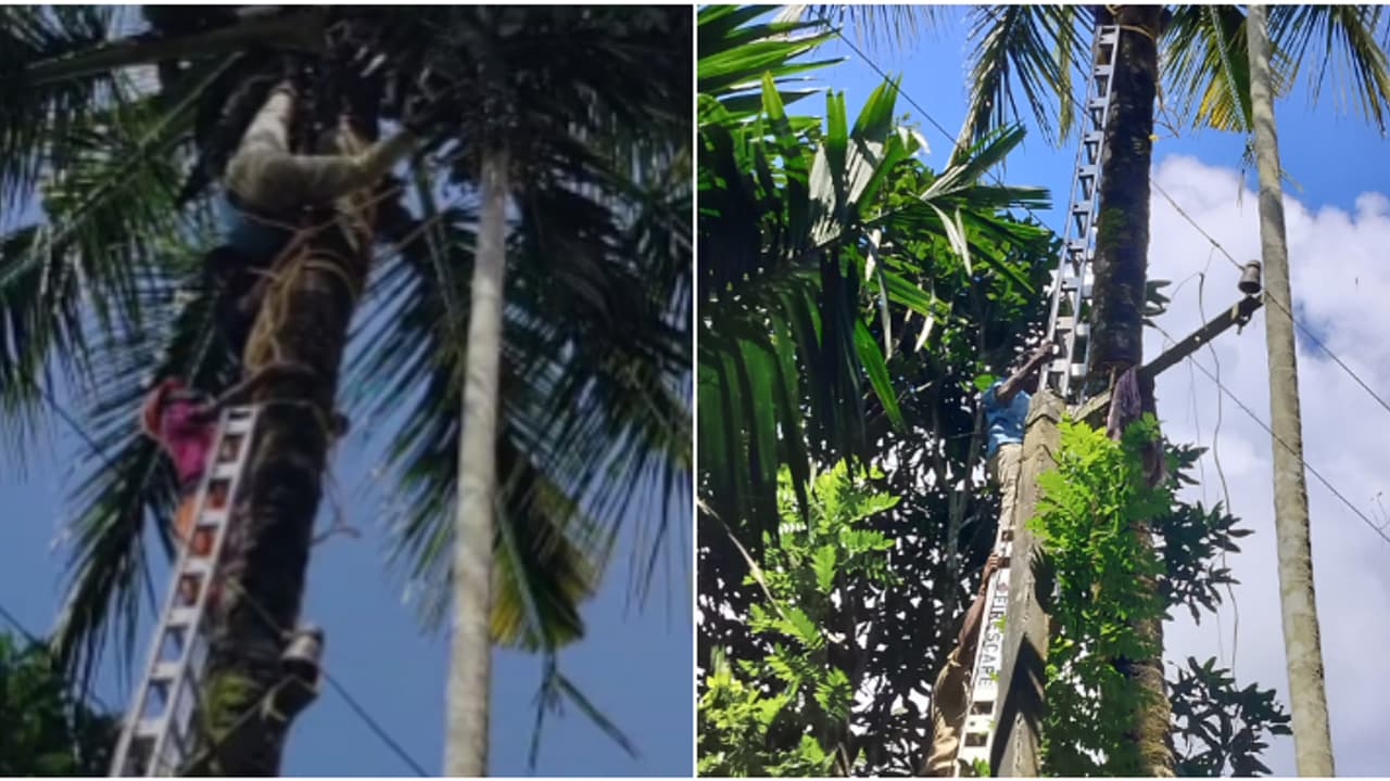 തെങ്ങുകയറ്റ യന്ത്രത്തിൽ കാൽ കുടുങ്ങി തലകീഴായി കിടന്നത് 30 അടി ഉയരത്തിൽ; സാഹസികമായി രക്ഷിച്ച് അഗ്നിശമനസേന തെങ്ങുകയറ്റ യന്ത്രത്തിൽ കാൽ കുടുങ്ങി തലകീഴായി കിടന്നത് 30 അടി ഉയരത്തിൽ; സാഹസികമായി രക്ഷിച്ച് അഗ്നിശമനസേന