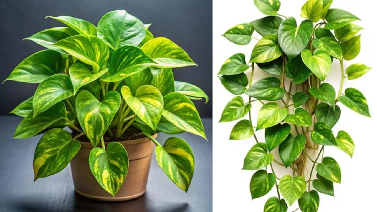 വീട്ടിൽ മണി പ്ലാന്റ് വളർത്തേണ്ടതിന്റെ കാരണങ്ങൾ ഇതാണ് 