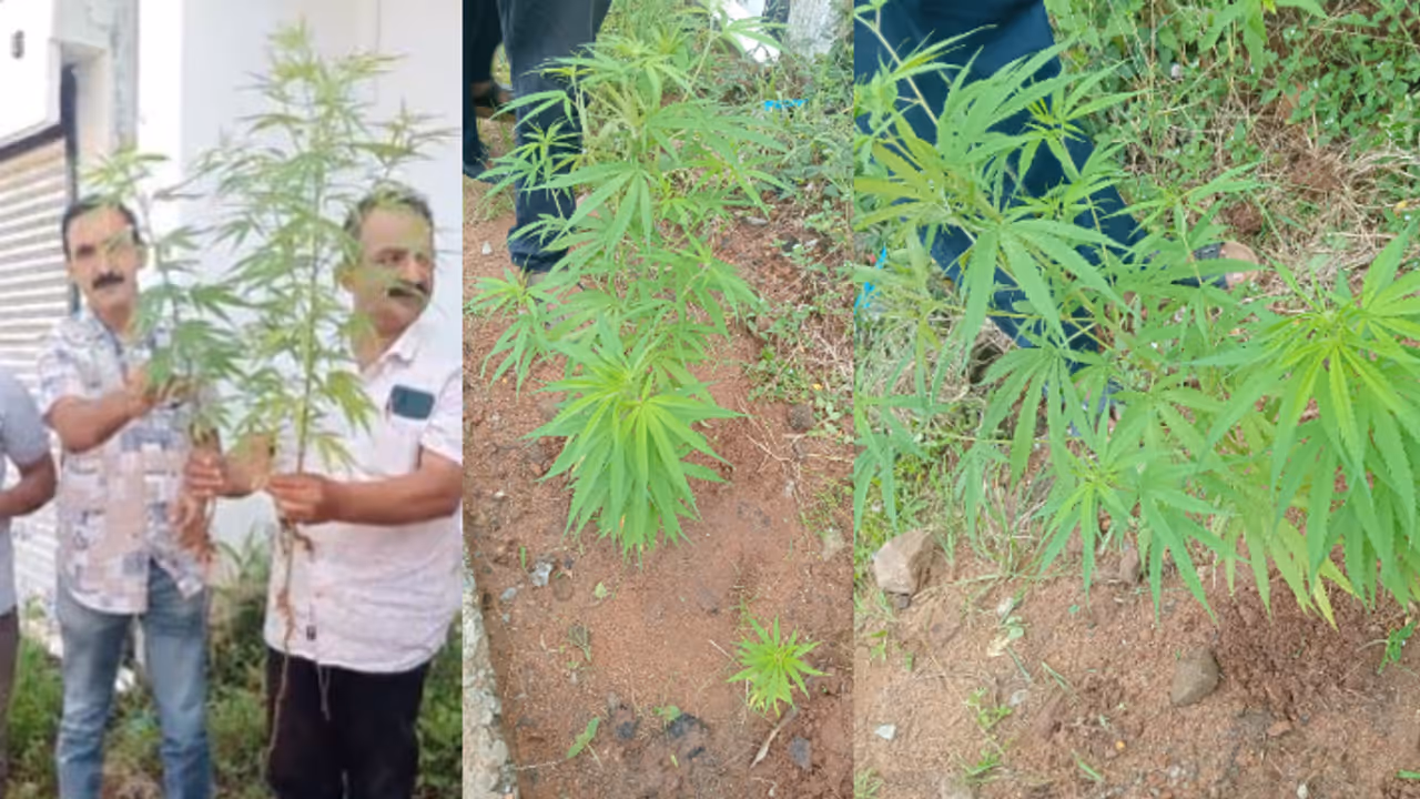 കൊല്ലത്ത് പുള്ളിമാൻ ജംഗ്ഷനിൽ 3 കഞ്ചാവ് ചെടികൾ, വിവരമറിഞ്ഞ് എക്സൈസെത്തി പിഴുതെടുത്തു, അന്വേഷണം കൊല്ലത്ത് പുള്ളിമാൻ ജംഗ്ഷനിൽ 3 കഞ്ചാവ് ചെടികൾ, വിവരമറിഞ്ഞ് എക്സൈസെത്തി പിഴുതെടുത്തു, അന്വേഷണം