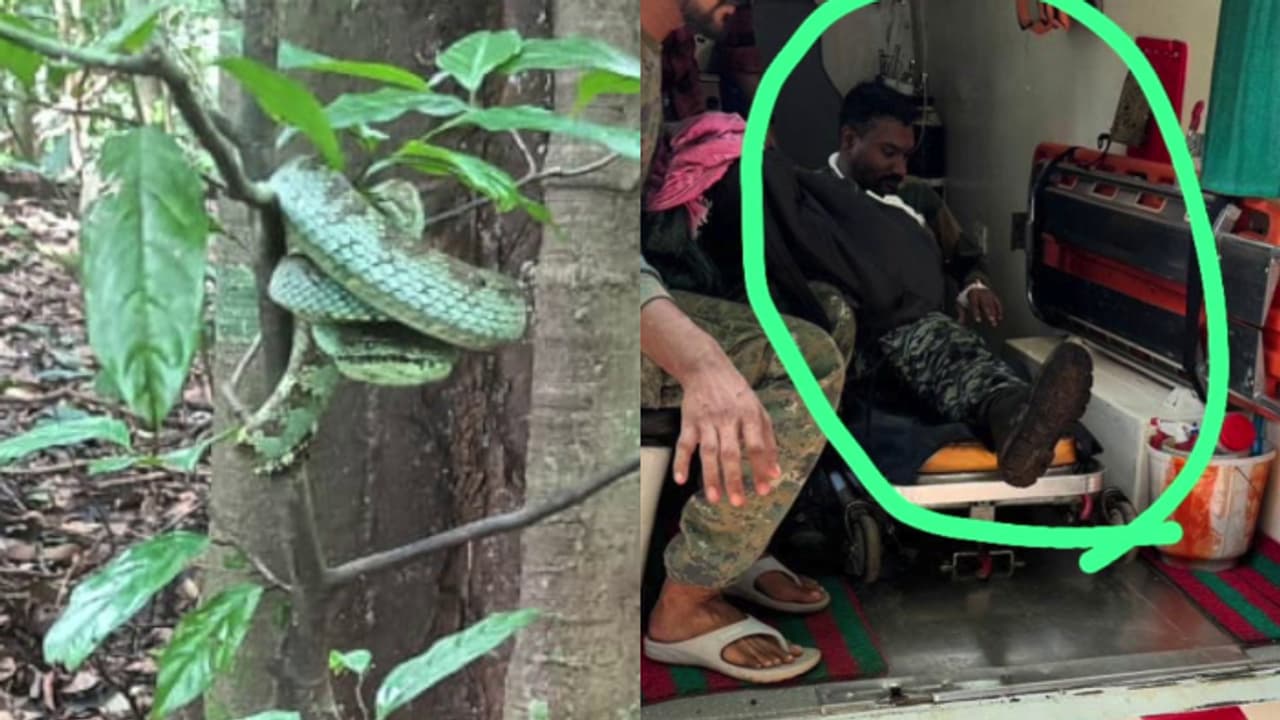 വനമേഖലയിൽ തെരച്ചിൽ നടത്തുന്നതിനിടെ തണ്ടര്‍ബോള്‍ട്ട് സംഘാംഗത്തിന് പാമ്പു കടിയേറ്റു