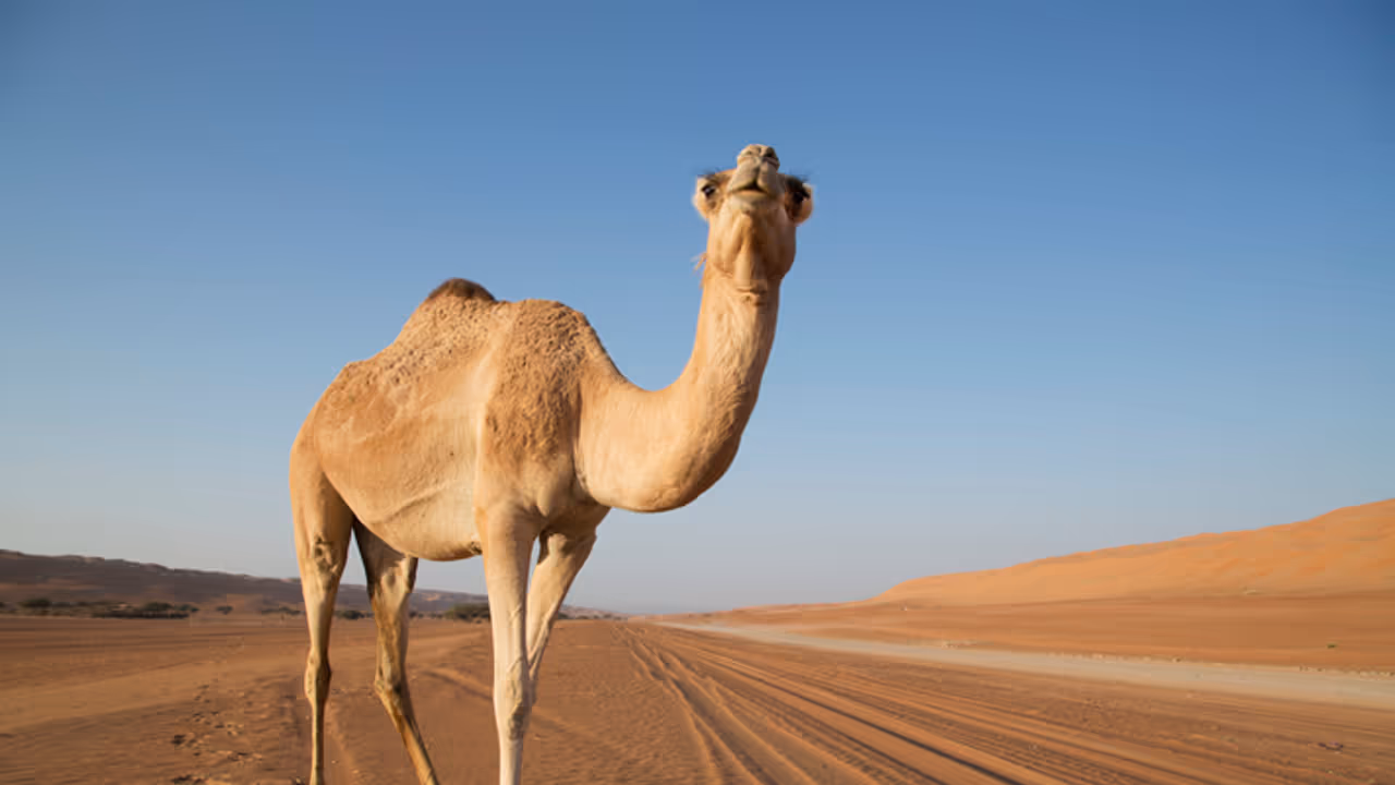 Tourists in Dubai order camel ride via Uber after getting 'lost in the desert'; WATCH hilarious viral video