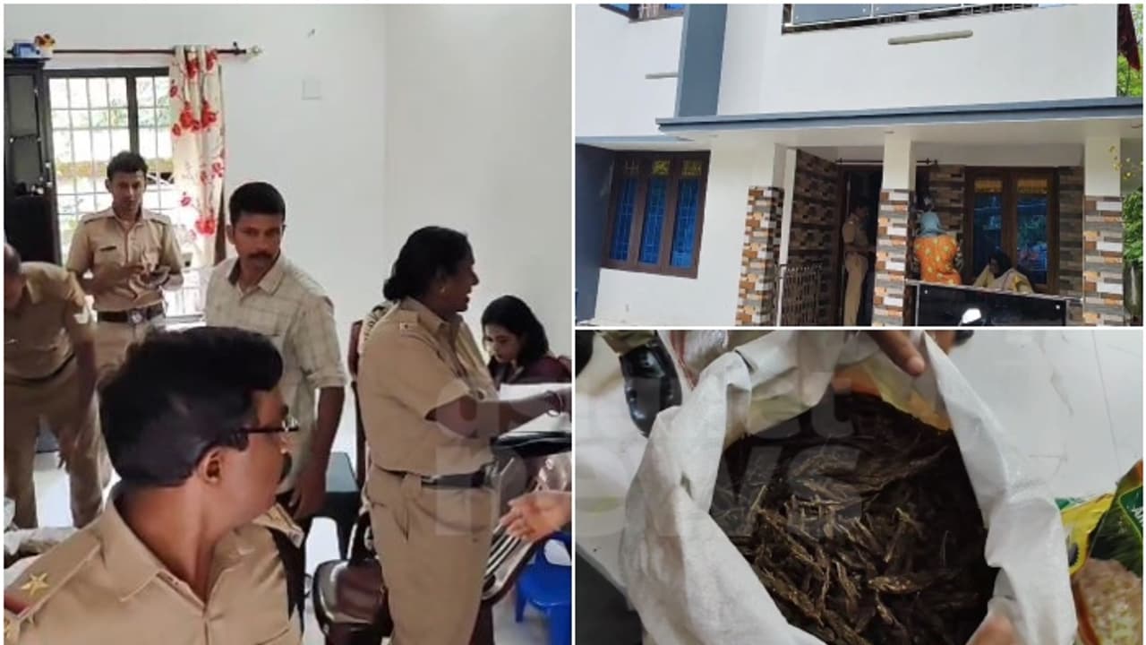 വാടക വീട്ടിൽ നിന്ന് പിടികൂടിയത് 3 പ്ലാസ്റ്റിക് ചാക്ക് കഞ്ചാവ്; ഭർത്താവ് ഓടി രക്ഷപെട്ടു, ഭാര്യ കസ്റ്റഡിയില്‍