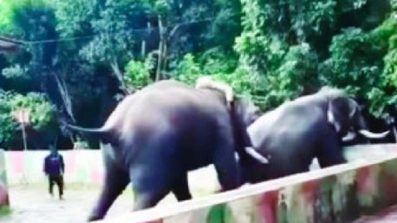 ಹೆಣ್ಣಾನೆ ಕೊರತೆ: ದಸರಾ ಅರಮನೆ ಬಳಿ ಕಾದಾಡಿದ್ದ ದಸರಾ ಆನೆಗಳ ಮಧ್ಯೆ ಭೀಕರ ಕಾದಾಟ!