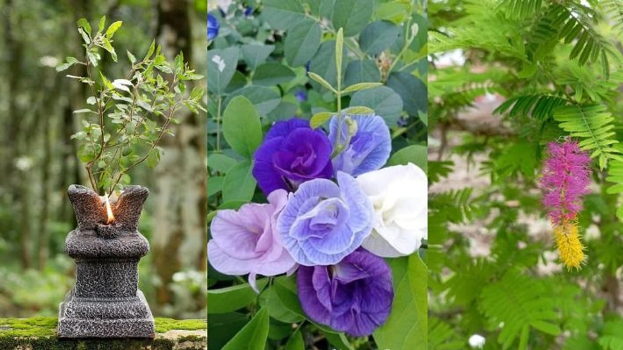 Attract wealth and prosperity with THESE auspicious plants for Dhanteras Attract wealth and prosperity with THESE auspicious plants for Dhanteras