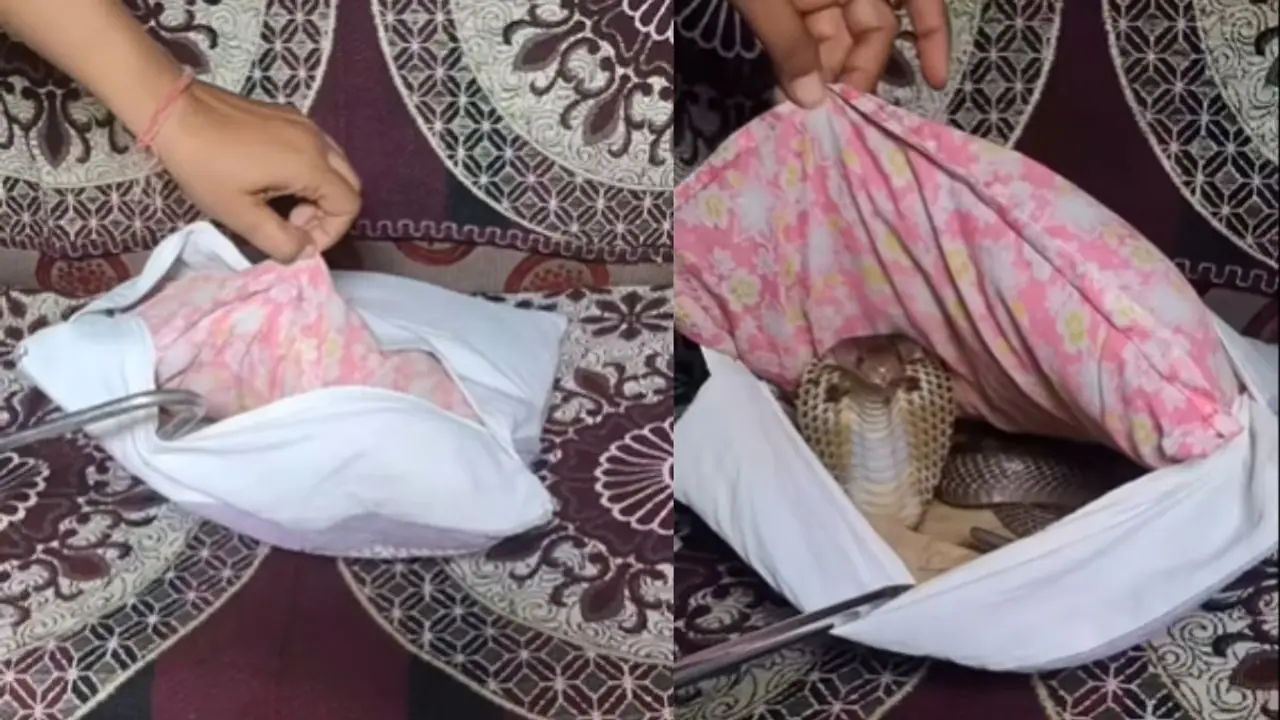 Goosebumps guaranteed! Woman finds cobra hiding inside cushion pillow; WATCH chilling video Goosebumps guaranteed! Woman finds cobra hiding inside cushion pillow; WATCH chilling video