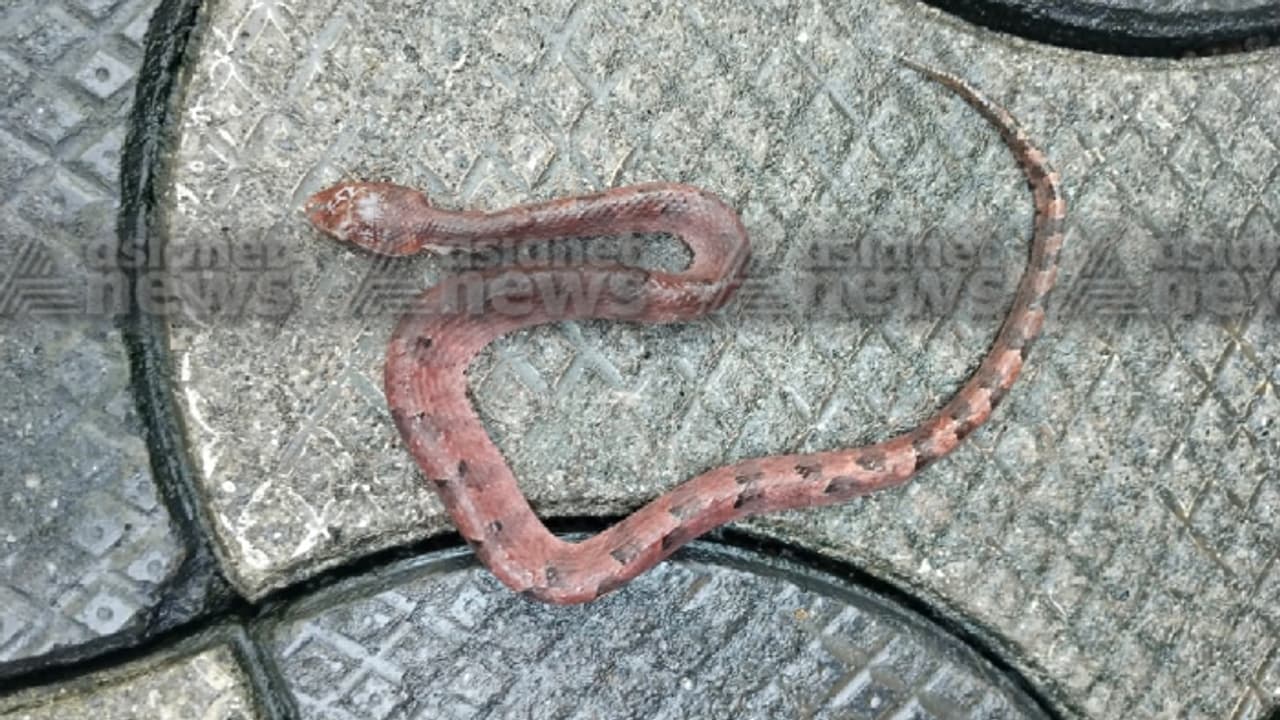 പ്രഭാത സവാരിക്ക് പോകാൻ ഷൂസിട്ടു, ഷൂസിനുള്ളിൽ കിടന്ന വിഷപ്പാമ്പ് കടിച്ചു; പാലക്കാട് മധ്യവയസ്കൻ ചികിത്സയിൽ പ്രഭാത സവാരിക്ക് പോകാൻ ഷൂസിട്ടു, ഷൂസിനുള്ളിൽ കിടന്ന വിഷപ്പാമ്പ് കടിച്ചു; പാലക്കാട് മധ്യവയസ്കൻ ചികിത്സയിൽ