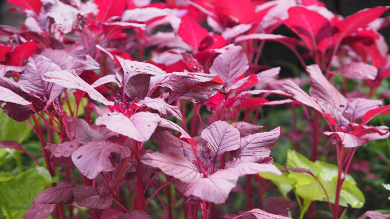 പതിവായി ഡയറ്റില്‍ ചീര ഉള്‍പ്പെടുത്തൂ, അറിയാം ഗുണങ്ങള്‍ 