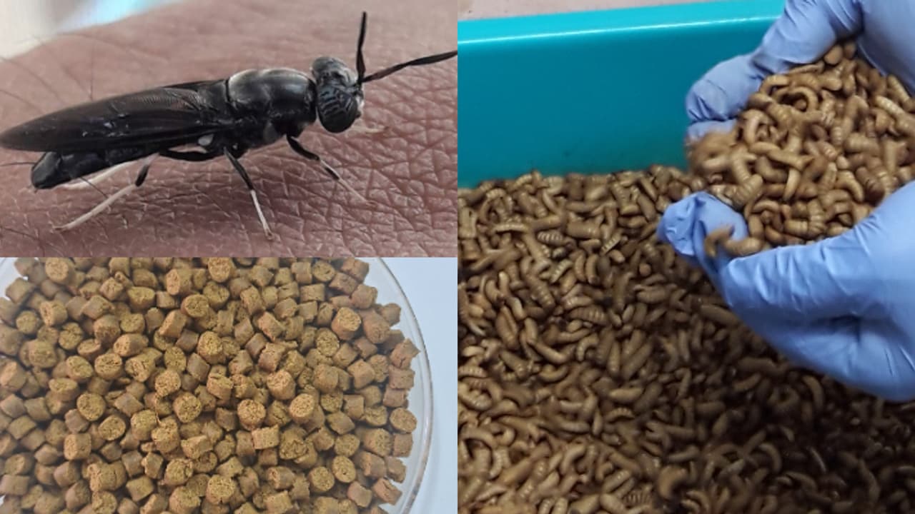 ഉൽപാദനം പട്ടാളപ്പുഴുവിന്റെ ലാര്‍വയിൽ, പോഷക സമൃദ്ധം, ചെലവും കുറവ്; സിഎംഎഫ്ആർഐയുടെ പ്രകൃതിസൗഹൃദ മത്സ്യത്തീറ്റ 