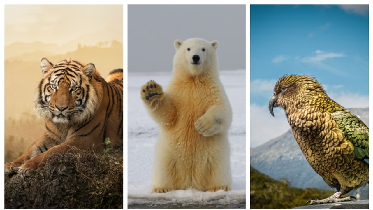 കാലാവസ്ഥാ വ്യതിയാനം; 'ഇനി കാണില്ല ഇവയെ ഒന്നുമെന്ന്' എഐ, ഭാവി ശുഭകരമല്ലെന്ന് ശാസ്ത്രജ്ഞരും കാലാവസ്ഥാ വ്യതിയാനം; 'ഇനി കാണില്ല ഇവയെ ഒന്നുമെന്ന്' എഐ, ഭാവി ശുഭകരമല്ലെന്ന് ശാസ്ത്രജ്ഞരും