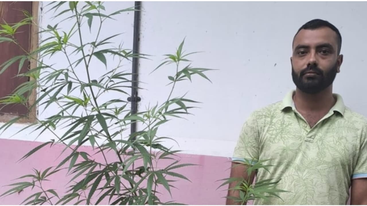 വീടിന് പിന്നിൽ ഒരാൾ പൊക്കത്തിൽ കഞ്ചാവ് ചെടി, പാൻ്റിൻ്റെ പോക്കറ്റിലും കഞ്ചാവ്; യുവാവിനെതിരെ കേസെടുത്തു