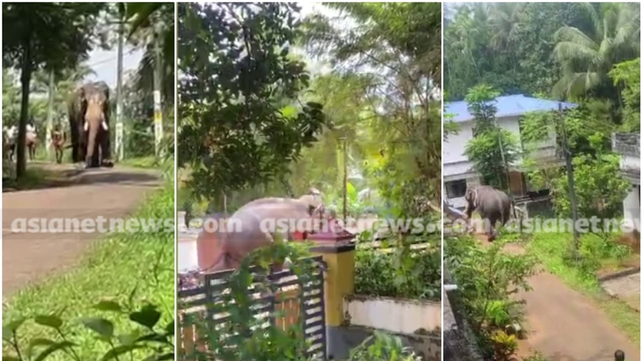 പള്ളിപ്പെരുന്നാളിനെത്തിച്ച ആന, കുളിപ്പിക്കാൻ കൊണ്ടുപോയപ്പോൾ ഇടഞ്ഞോടി; തളയ്ക്കാൻ ശ്രമം തുടരുന്നു 