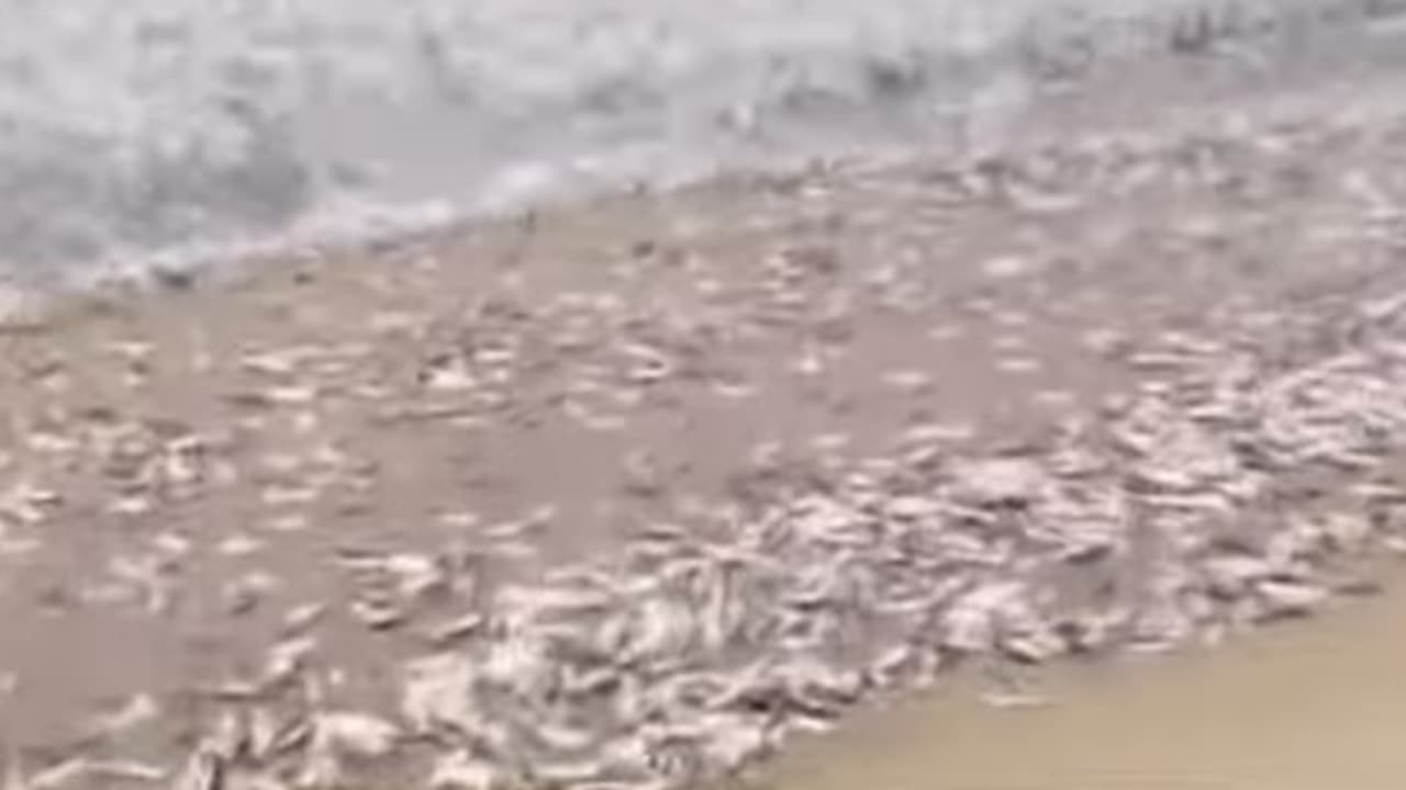 'നമ്മുടെ കടപ്പുറത്ത് ചാളച്ചാകര', ത്വാഹാ പള്ളി ബീച്ചിലേക്ക് കൂട്ടമായെത്തി ചാളമീനുകൾ, വാരിയെടുക്കാൻ നാട്ടുകാരും