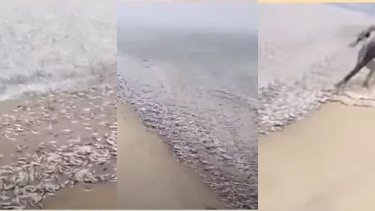 'മൊതലാളീ ജങ്ക ജഗ ജഗാ...അകലാട് ബീച്ചിൽ ചാള ചാകര, കടപ്പുറത്ത് നിറയെ മത്തി! തുള്ളിച്ചാടി നാട്ടുകാർ വീഡിയോ 'മൊതലാളീ ജങ്ക ജഗ ജഗാ...അകലാട് ബീച്ചിൽ ചാള ചാകര, കടപ്പുറത്ത് നിറയെ മത്തി! തുള്ളിച്ചാടി നാട്ടുകാർ വീഡിയോ