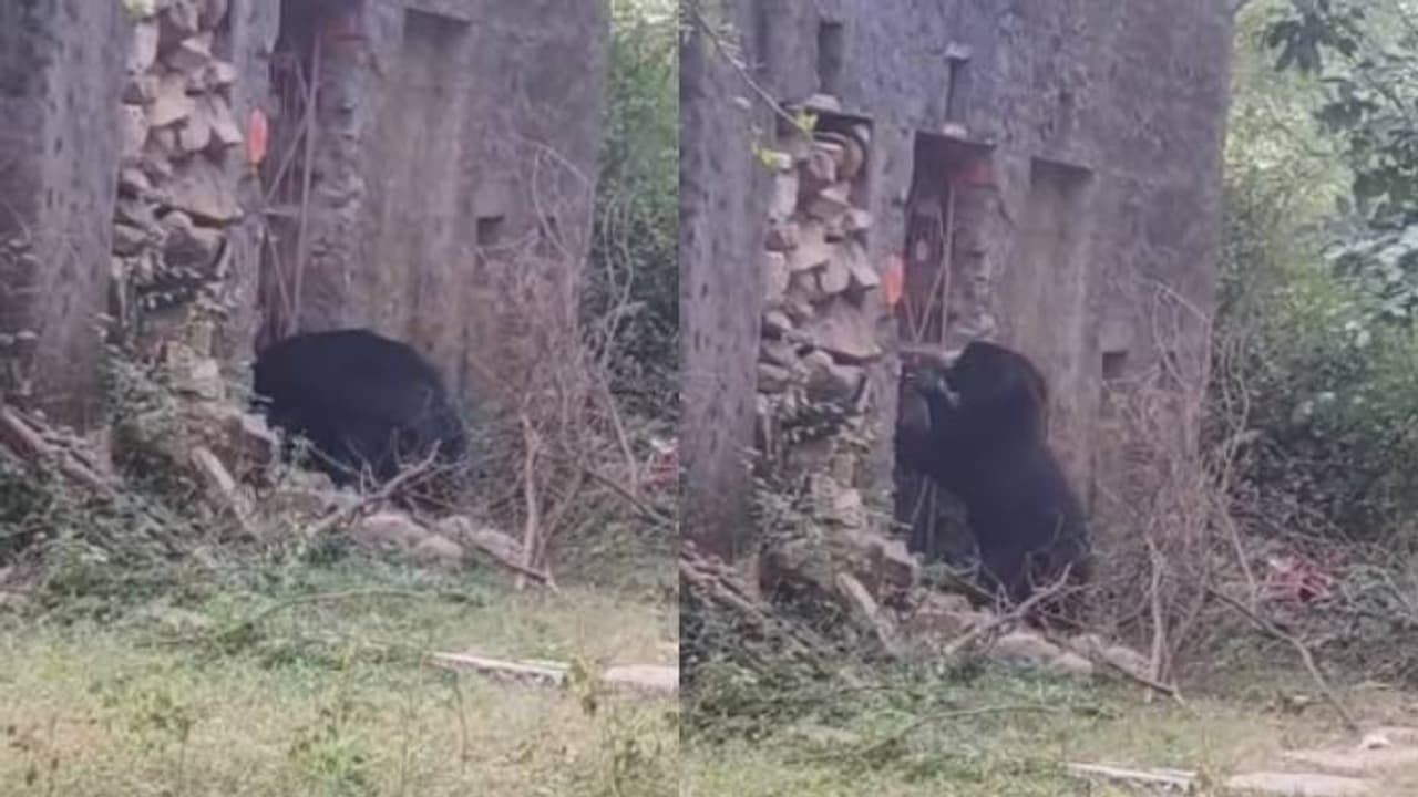 അങ്ങനെ വിട്ടാൽ പറ്റില്ലല്ലോ, ക്ഷേത്രത്തിന്റെ ഇരുമ്പു​ഗേറ്റ് വലിച്ച് തുറക്കാൻ ശ്രമിച്ച് കരടി, ഒടുവിൽ...