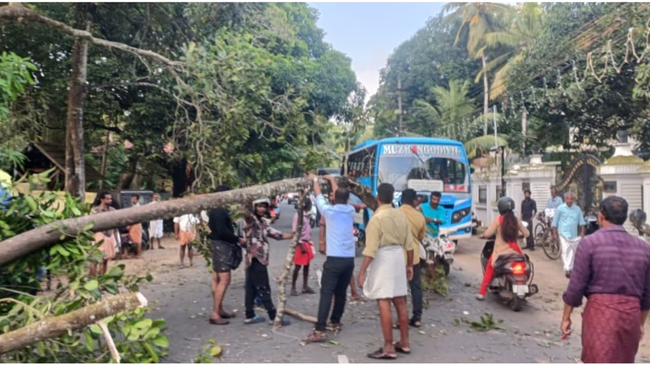 റോഡിലേയ്ക്ക് മരം കടപുഴകി വീണു; വഴിയോര കച്ചവടക്കാരിയ്ക്ക് പരിക്ക് റോഡിലേയ്ക്ക് മരം കടപുഴകി വീണു; വഴിയോര കച്ചവടക്കാരിയ്ക്ക് പരിക്ക്