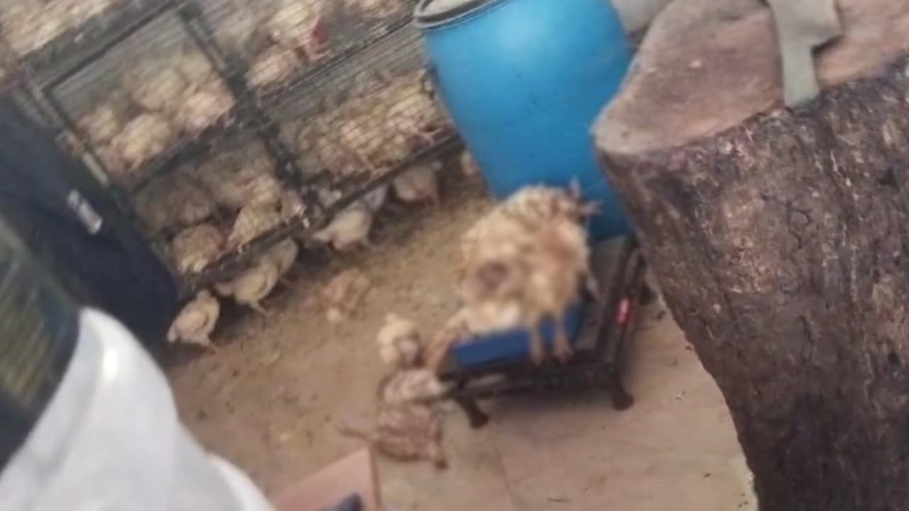 ചത്ത കോഴികളെ വില്പ്പനയ്ക്ക് വെച്ച സംഭവം; നിരന്തരം മിന്നില് പരിശോധന നടത്തണമെന്ന് മനുഷ്യാവകാശ കമ്മീഷന് ചത്ത കോഴികളെ വില്പ്പനയ്ക്ക് വെച്ച സംഭവം; നിരന്തരം മിന്നില് പരിശോധന നടത്തണമെന്ന് മനുഷ്യാവകാശ കമ്മീഷന്