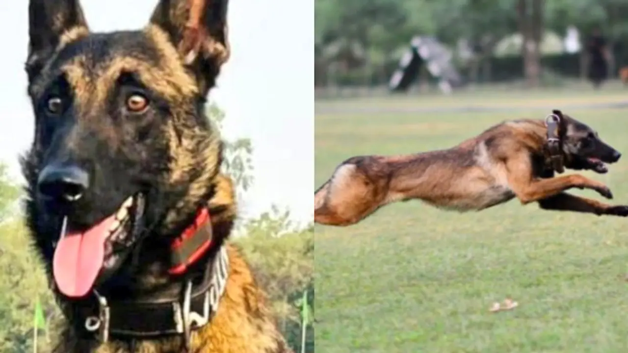 Indian Army dog 'Phantom' dies in action during anti terror operation in J K's Akhnoor Indian Army dog 'Phantom' dies in action during anti terror operation in J K's Akhnoor