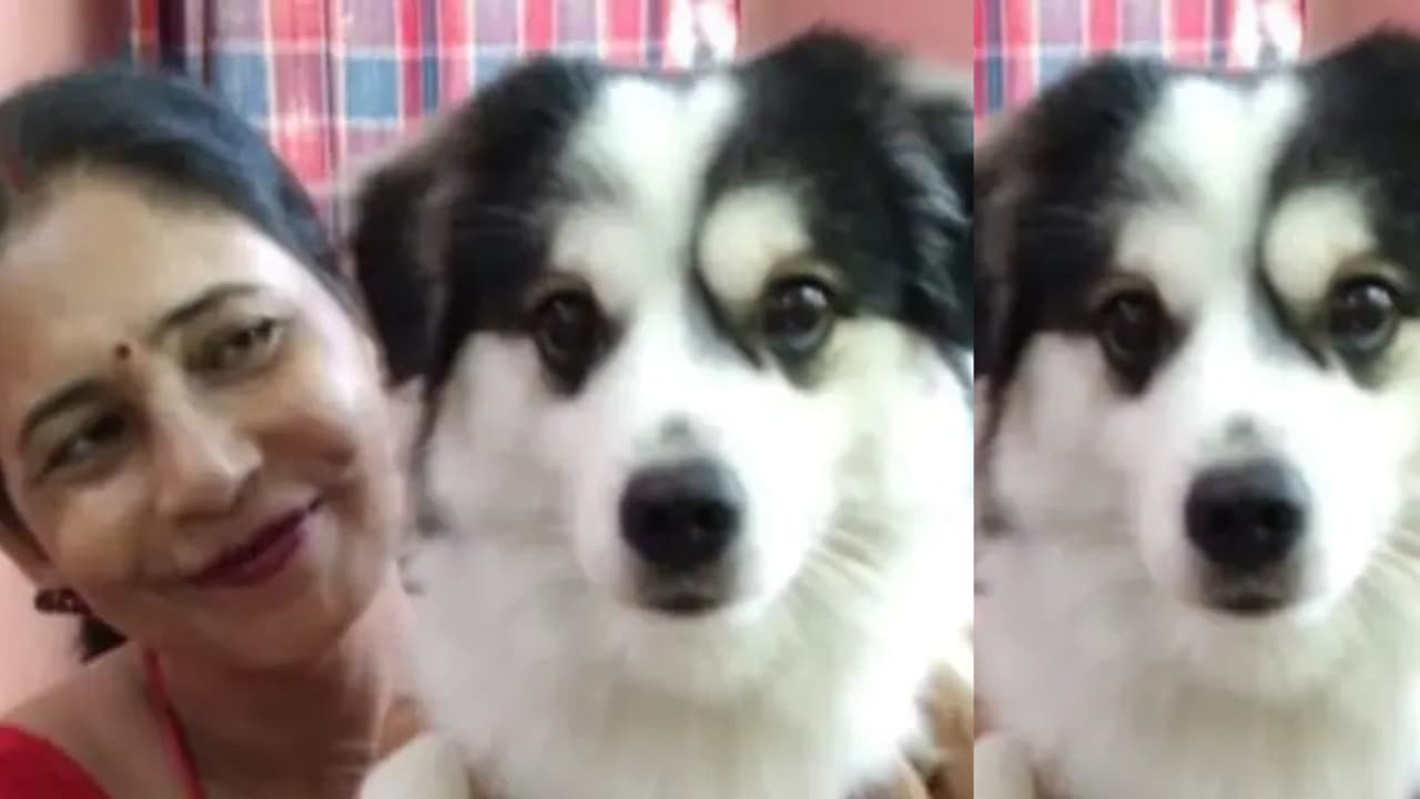 വളർത്ത് നായയെ പെറ്റ് ബോർഡിംഗിൽ ഏൽപ്പിച്ച് മകനെ കാണാൻ പോയി, 'മിലോ ഓടിപ്പോയി'; ബൈക്കിൽ കെട്ടിവലിച്ച നായ ചത്തു വളർത്ത് നായയെ പെറ്റ് ബോർഡിംഗിൽ ഏൽപ്പിച്ച് മകനെ കാണാൻ പോയി, 'മിലോ ഓടിപ്പോയി'; ബൈക്കിൽ കെട്ടിവലിച്ച നായ ചത്തു