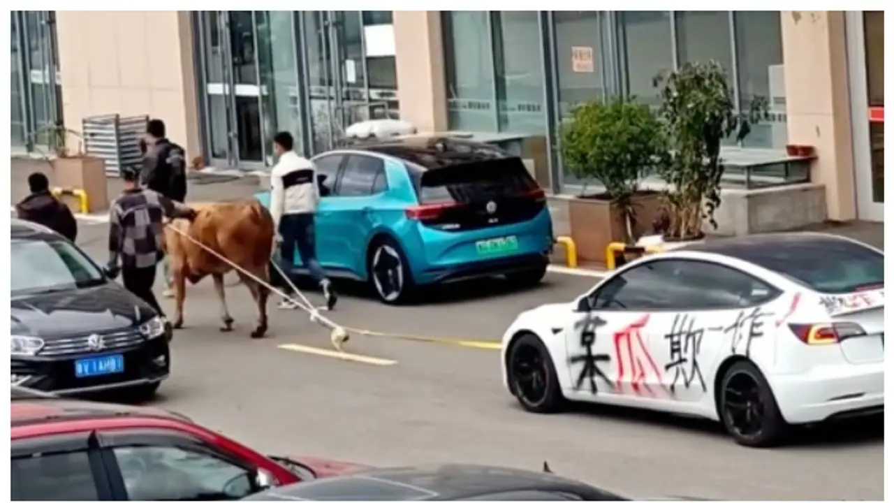 'ഇതെന്ത് കൂത്ത്' ; 11 ലക്ഷത്തിന്‍റെ ടെസ്‌ല കാർ, റോഡിലൂടെ കാളയെ കൊണ്ട് വലിപ്പിച്ച് ഉടമ 