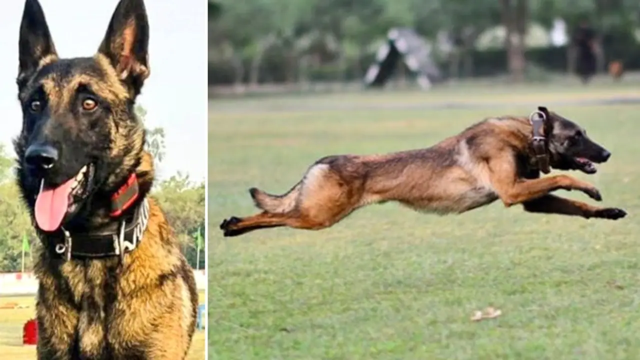 'Phantom's courage will never be forgotten': Indian Army salutes canine warrior killed in Akhnoor encounter