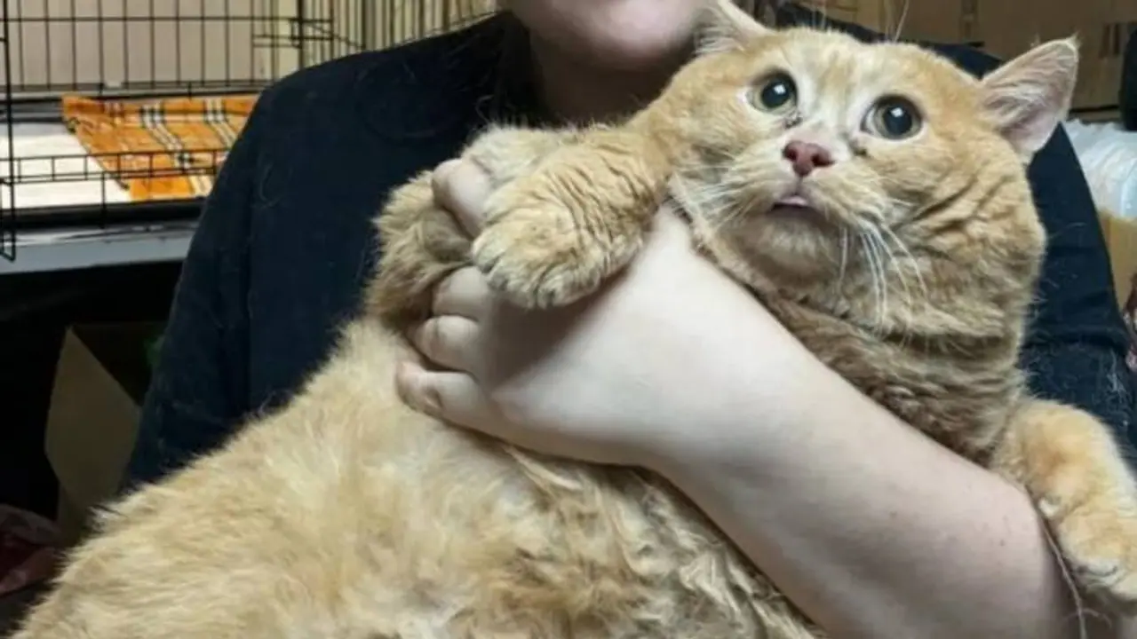 17 കിലോ ഭാരം, ചികിത്സയിൽ പ്രവേശിപ്പിച്ചതിന് പിന്നാലെ ലോകത്തിലെ ഏറ്റവും തടിയൻ പൂച്ചയുടെ വിയോ​ഗം