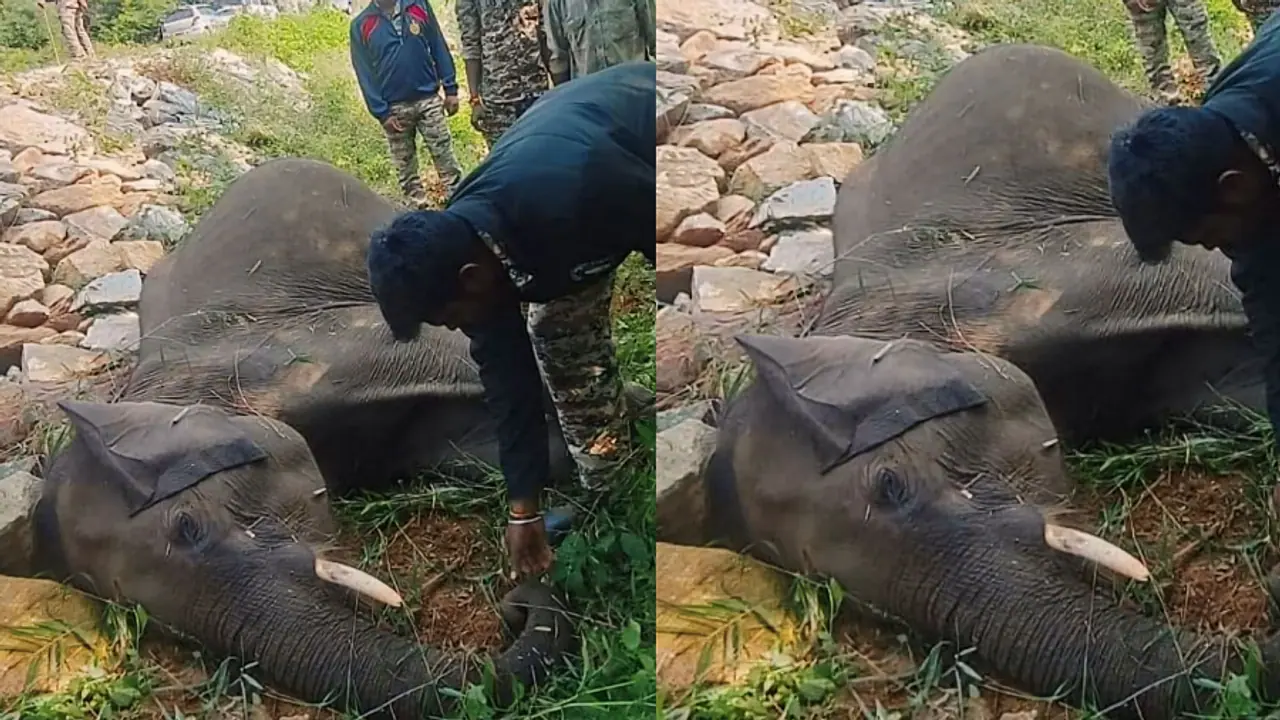 ರಸ್ತೆ ಬದಿ ನರಳಾಡಿ ಪ್ರಾಣ ಬಿಟ್ಟ ಕಾಡಾನೆ: ಹೊಟ್ಟೆಯಲ್ಲಿ ಸೋಂಕು, ಹೃದಯಾಘಾತದಿಂದ ಸಾವು ರಸ್ತೆ ಬದಿ ನರಳಾಡಿ ಪ್ರಾಣ ಬಿಟ್ಟ ಕಾಡಾನೆ: ಹೊಟ್ಟೆಯಲ್ಲಿ ಸೋಂಕು, ಹೃದಯಾಘಾತದಿಂದ ಸಾವು