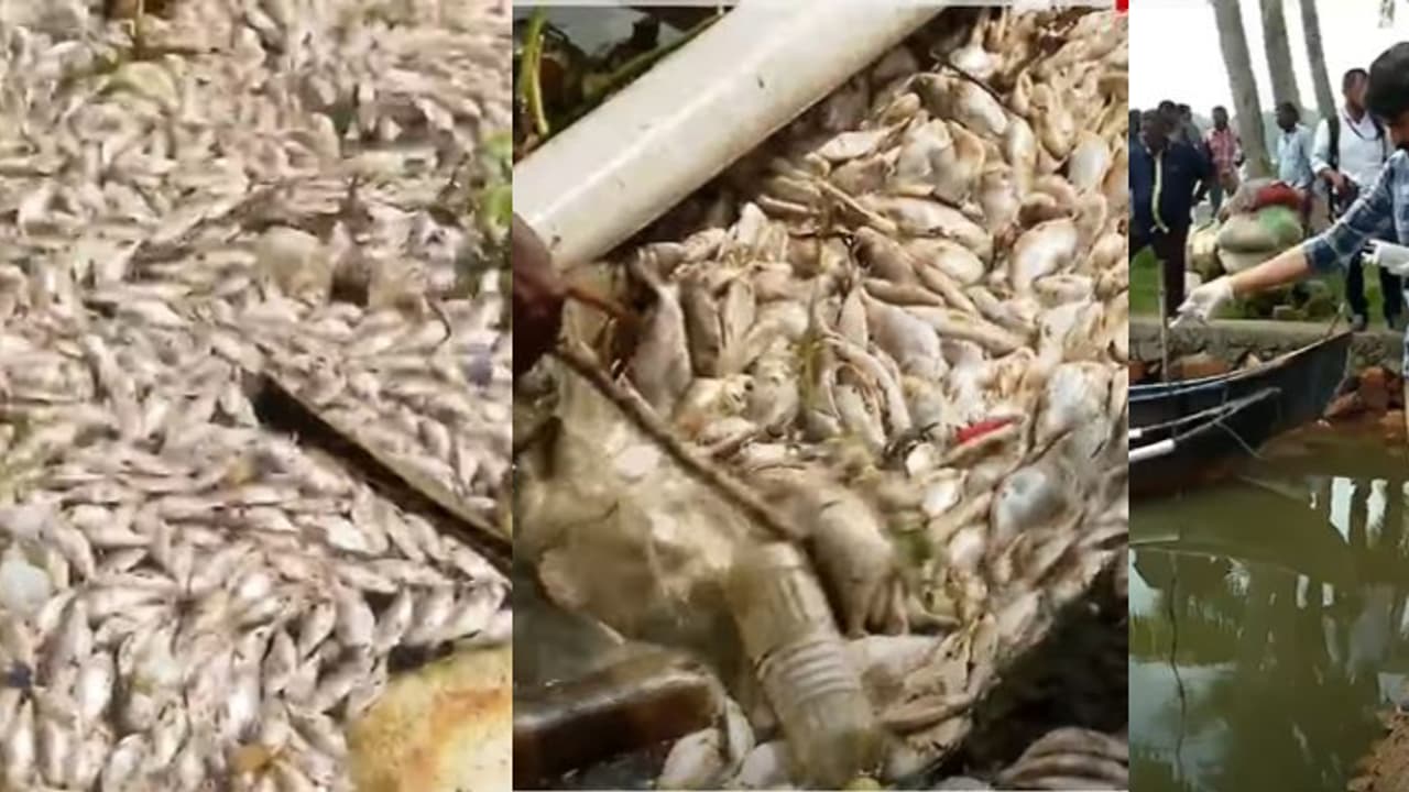  അഷ്ടമുടി കായലില്‍ മത്സ്യങ്ങള്‍ കൂട്ടത്തോടെ ചത്തുപൊങ്ങിയതിന് കാരണം ആല്‍ഗല്‍ ബ്ലൂം പ്രതിഭാസം? പരിശോധന ഫലം ഉടൻ