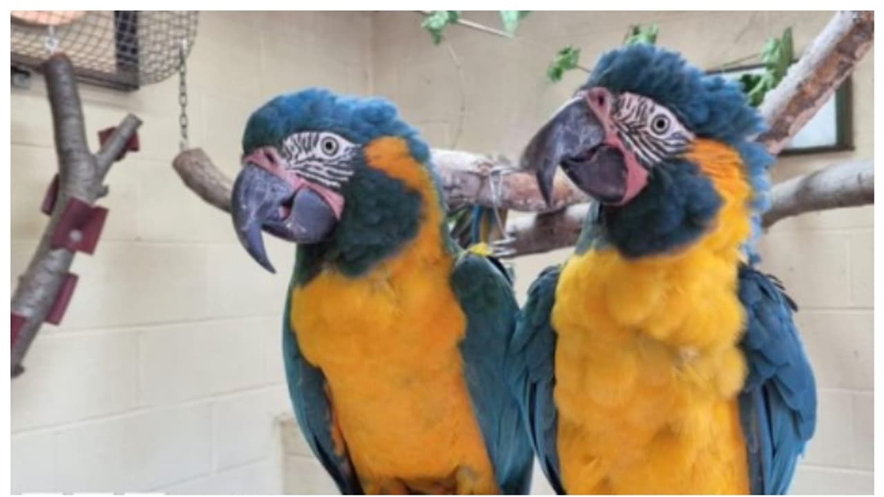 ലണ്ടൻ മൃഗശാലയിൽ നിന്ന് പറന്നു പോയത് അത്യപൂര്വ്വ മക്കാവു തത്തകള്; പിടികൂടിയത് 100 കിലോമീറ്റര് അകലെ നിന്ന് ലണ്ടൻ മൃഗശാലയിൽ നിന്ന് പറന്നു പോയത് അത്യപൂര്വ്വ മക്കാവു തത്തകള്; പിടികൂടിയത് 100 കിലോമീറ്റര് അകലെ നിന്ന്