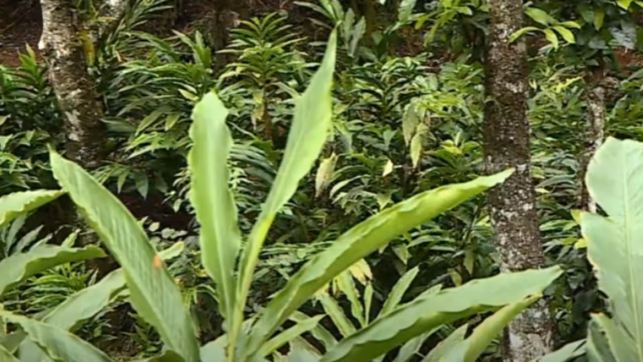 ഏലമലക്കാടുമായി ബന്ധപ്പെട്ട് സുപ്രീം കോടതിയിലെ കേസ്; ഏലം കർഷക സംഘടനകൾ തമ്മിൽ പോര് ഏലമലക്കാടുമായി ബന്ധപ്പെട്ട് സുപ്രീം കോടതിയിലെ കേസ്; ഏലം കർഷക സംഘടനകൾ തമ്മിൽ പോര്