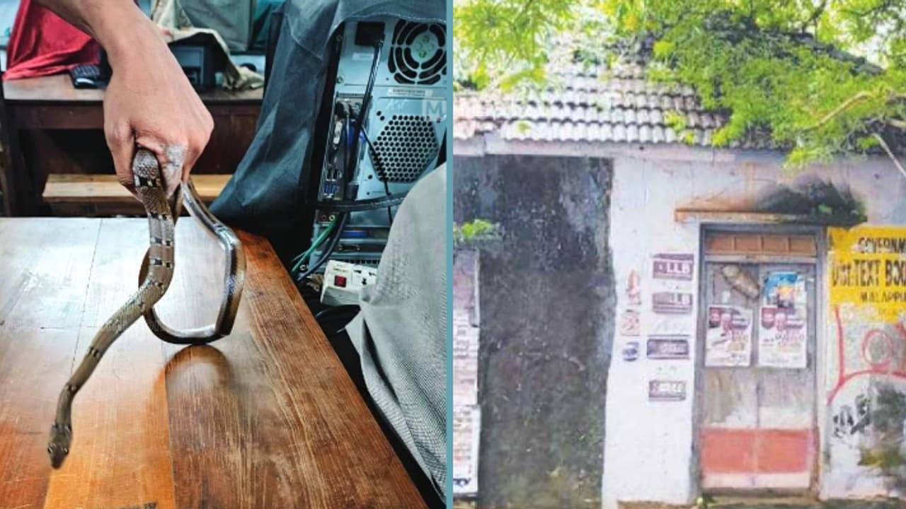 ഓഫീസ് പൂട്ടുന്നതിനിടെ കയ്യിലൊരു മുറിവ്, നോക്കിയപ്പോൾ പാമ്പ്; മലപ്പുറത്ത് സർക്കാർ ജീവനക്കാരന് പാമ്പ് കടിയേറ്റു ഓഫീസ് പൂട്ടുന്നതിനിടെ കയ്യിലൊരു മുറിവ്, നോക്കിയപ്പോൾ പാമ്പ്; മലപ്പുറത്ത് സർക്കാർ ജീവനക്കാരന് പാമ്പ് കടിയേറ്റു