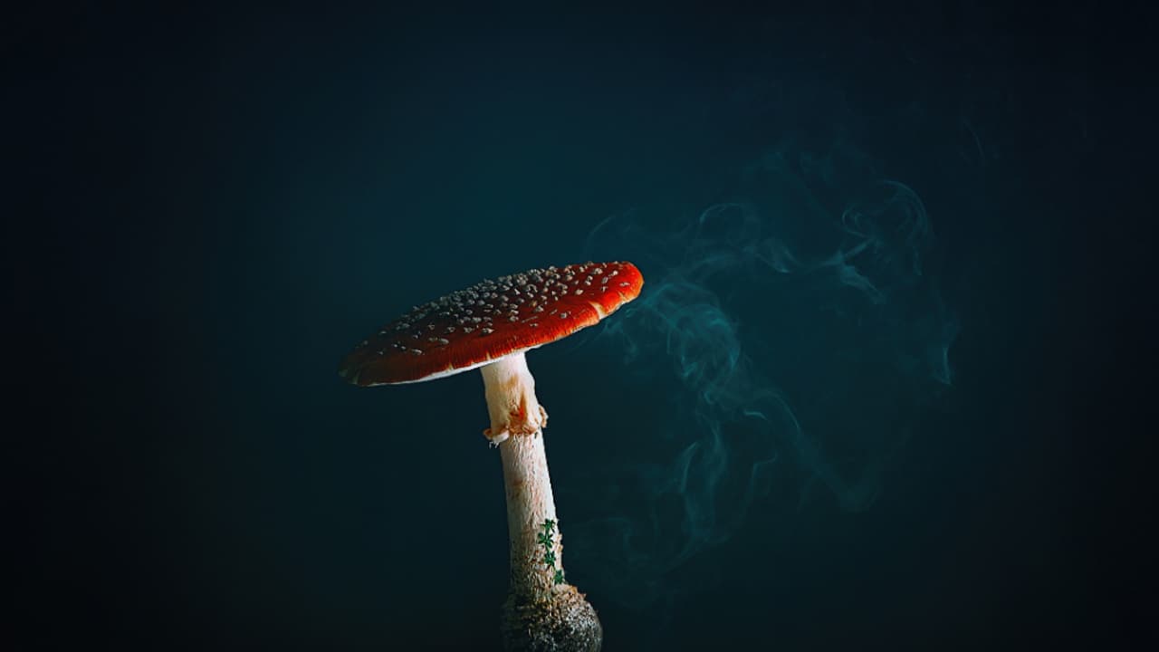 Magic Mushroom| കണ്ടാല് പൊലീസ് പിടിച്ചിരുന്ന മാജിക് മഷ്റൂം ഇനി മരുന്നാവുമോ? Magic Mushroom| കണ്ടാല് പൊലീസ് പിടിച്ചിരുന്ന മാജിക് മഷ്റൂം ഇനി മരുന്നാവുമോ?